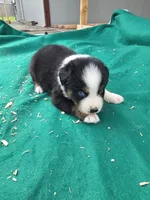 Black male 1, a male Australian Shepherd for sale in Wayside, WV – 1 of 3