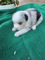 Blue female 1, a female Australian Shepherd for sale in Wayside, WV – 4 of 4