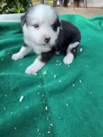 Black female, a female Australian Shepherd for sale in Wayside, WV – 4 of 4