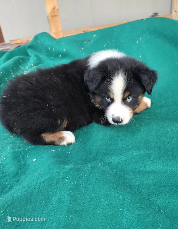 Black male 1 – Australian Shepherd puppy for sale in Wayside, WV
