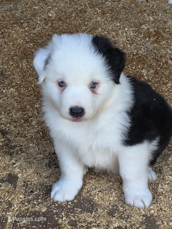 Black male  2 – Australian Shepherd puppy for sale in Wayside, WV