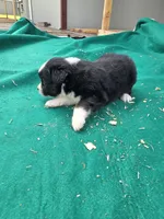 Black female, a female Australian Shepherd for sale in Wayside, WV – 3 of 4