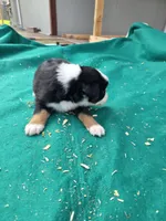 Black male 2, a male Australian Shepherd for sale in Wayside, WV – 3 of 4