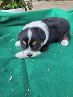 Black male 2, a male Australian Shepherd for sale in Wayside, WV – 4 of 4