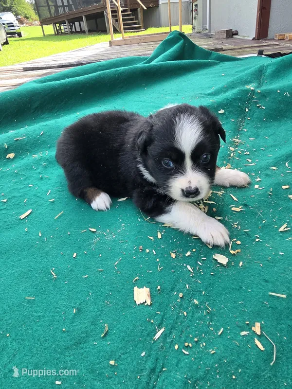 Black female – Australian Shepherd puppy for sale in Wayside, WV