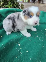 Blue male 3, a male Australian Shepherd for sale in Wayside, WV – 3 of 4