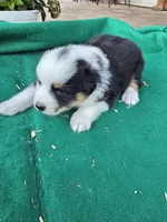 Black tri 1, a male Australian Shepherd for sale in Wayside, WV – 3 of 4