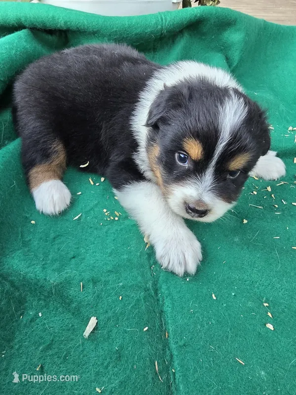Black male 2 – Australian Shepherd puppy for sale in Wayside, WV