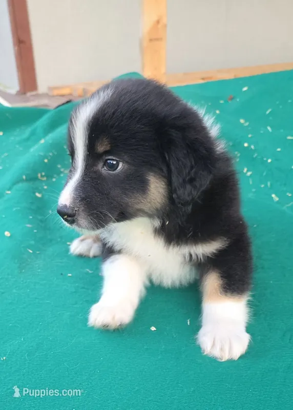 Black male 4 – Australian Shepherd puppy for sale in Wayside, WV