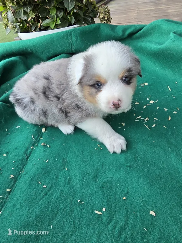 Blue male 2 – Australian Shepherd puppy for sale in Wayside, WV