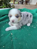 Blue male 2, a male Australian Shepherd for sale in Wayside, WV – 3 of 4