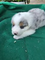 Blue male 1, a male Australian Shepherd for sale in Wayside, WV – 4 of 4