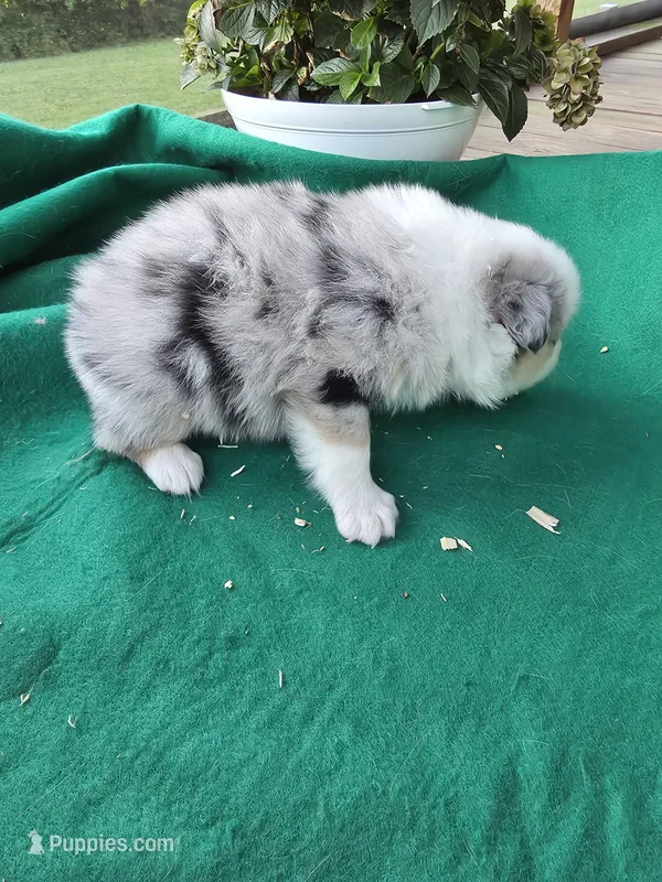 Blue female 1 – Australian Shepherd puppy for sale in Wayside, WV