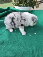 Blue female 1, a female Australian Shepherd for sale in Wayside, WV – 1 of 4