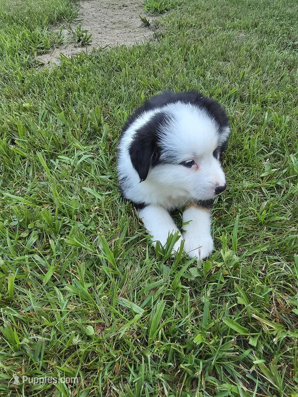 Black female – Australian Shepherd puppy for sale in Wayside, WV