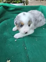 Blue male 1, a male Australian Shepherd for sale in Wayside, WV – 3 of 4