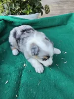 Blue female 2, a female Australian Shepherd for sale in Wayside, WV – 3 of 4