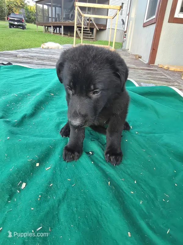 Black male 2 – German Shepherd Dog puppy for sale in Wayside, WV