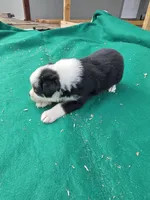 Black male 3, a male Australian Shepherd for sale in Wayside, WV – 3 of 4