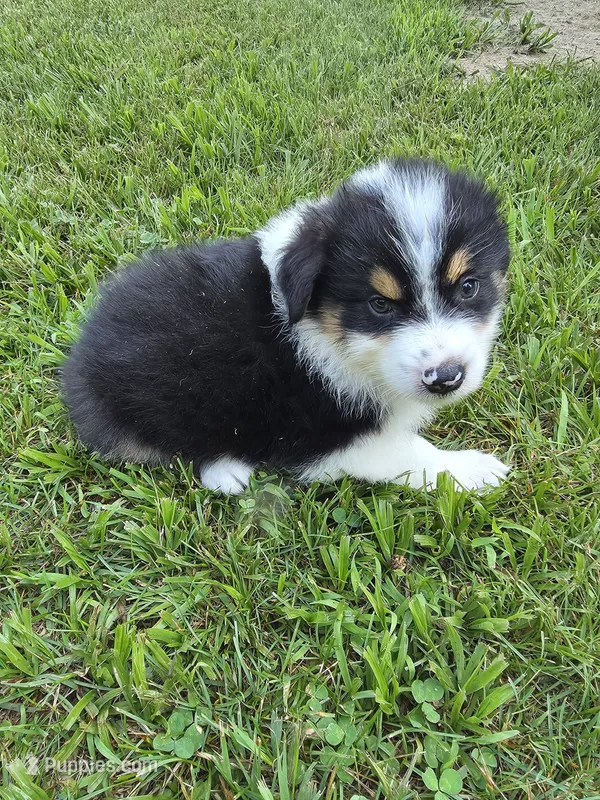 Black male 3 – Australian Shepherd puppy for sale in Wayside, WV