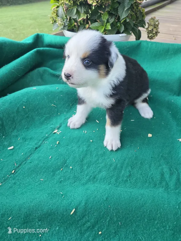 Black female – Australian Shepherd puppy for sale in Wayside, WV