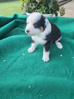Black female, a female Australian Shepherd for sale in Wayside, WV – 1 of 4