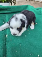 Black tri 1, a male Australian Shepherd for sale in Wayside, WV – 4 of 4