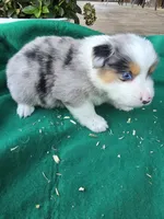 Blue male 3, a male Australian Shepherd for sale in Wayside, WV – 4 of 4