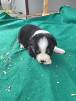 Black male 1, a male Australian Shepherd for sale in Wayside, WV – 2 of 3