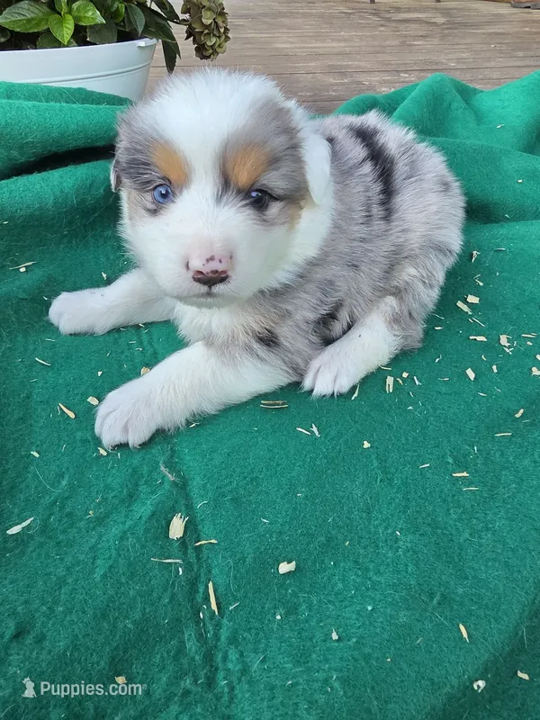 Blue male 3 – Australian Shepherd puppy for sale in Wayside, WV