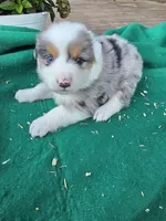 Blue male 3, a male Australian Shepherd for sale in Wayside, WV – 1 of 4