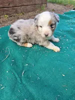Blue merle 1, a male Australian Shepherd for sale in Wayside, WV – 2 of 5