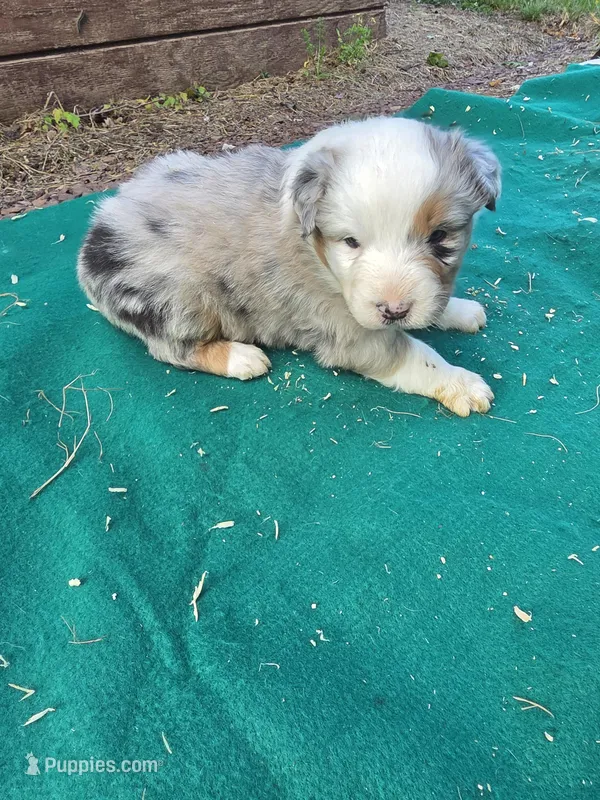 Blue merle 1 – Australian Shepherd puppy for sale in Wayside, WV