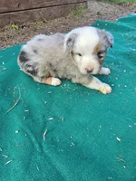 Blue merle 1, a male Australian Shepherd for sale in Wayside, WV – 1 of 5