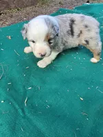 Blue merle 1, a male Australian Shepherd for sale in Wayside, WV – 3 of 5