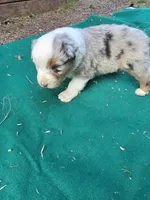 Blue merle 1, a male Australian Shepherd for sale in Wayside, WV – 5 of 5