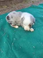 Blue merle 1, a male Australian Shepherd for sale in Wayside, WV – 4 of 5