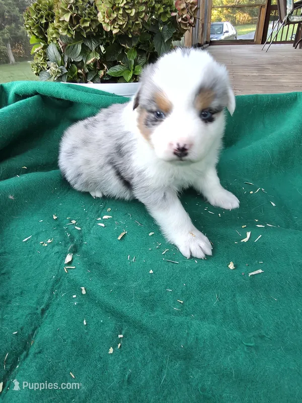 Blue male 1 – Australian Shepherd puppy for sale in Wayside, WV