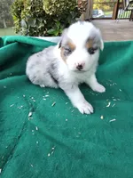 Blue male 1, a male Australian Shepherd for sale in Wayside, WV – 1 of 4