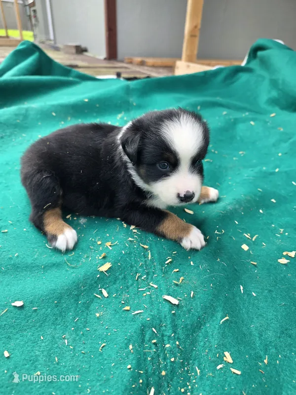 Black male 2 – Australian Shepherd puppy for sale in Wayside, WV
