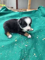 Black male 2, a male Australian Shepherd for sale in Wayside, WV – 1 of 4
