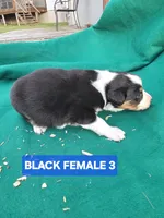Black tri female , a female Australian Shepherd for sale in Wayside, WV – Photo 4 of 6