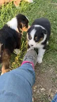 Black tri female , a female Australian Shepherd for sale in Wayside, WV – Photo 2 of 6