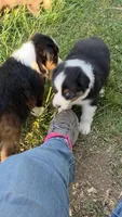 Black tri female , a female Australian Shepherd for sale in Wayside, WV – Photo 3 of 6