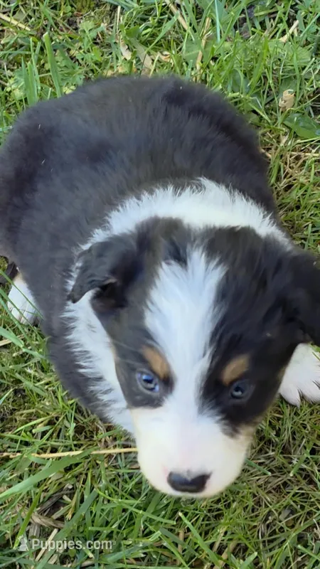 Black tri female , a female Australian Shepherd for sale in Wayside, WV – Photo 1 of 6