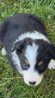 Black tri female , a female Australian Shepherd for sale in Wayside, WV – Photo 1 of 6