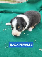 Black tri female , a female Australian Shepherd for sale in Wayside, WV – Photo 5 of 6