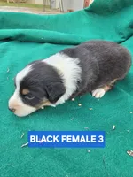 Black tri female , a female Australian Shepherd for sale in Wayside, WV – Photo 6 of 6
