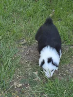 Black male , a male Australian Shepherd for sale in Wayside, WV – Photo 2 of 4