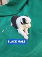 Black male , a male Australian Shepherd for sale in Wayside, WV – Photo 4 of 4